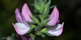 Attēlu rezultāti vaicājumam “Ononis arvensis flower”