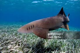 Image result for Ginglymostoma cirratum