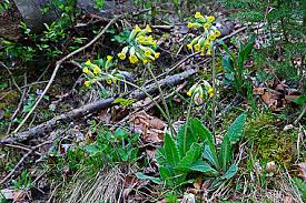 Image result for Himmelschlüssel