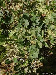 Attēlu rezultāti vaicājumam “Rubus chamaemorus leaf”