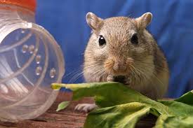 Image result for Gerbil
