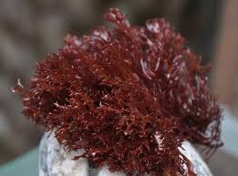 Attēlu rezultāti vaicājumam “Comatricha fragilis macro”