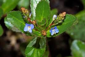 Attēlu rezultāti vaicājumam “Veronica beccabunga leaf”