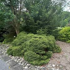 Attēlu rezultāti vaicājumam “Picea abies”