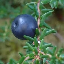 Attēlu rezultāti vaicājumam “Empetrum nigrum fruit”