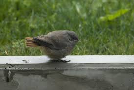 Attēlu rezultāti vaicājumam “Phoenicurus ochruros”