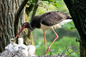 Attēlu rezultāti vaicājumam “Ciconia nigra nest”