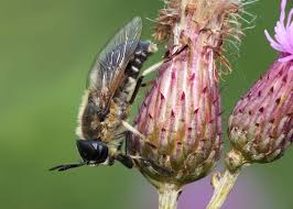 Attēlu rezultāti vaicājumam “Heptatoma pellucens”
