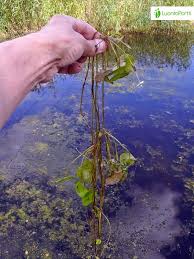 Attēlu rezultāti vaicājumam “Hydrocharis morsus-ranae bud”