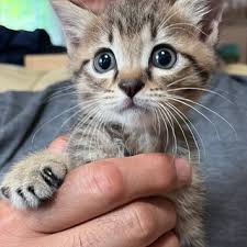 猫次郎에 대한 이미지 검색결과