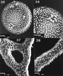 Attēlu rezultāti vaicājumam “Craterium leucocephalum var. scyphoides spores”