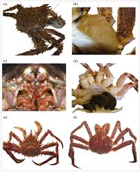 Image result for Lithodes maja