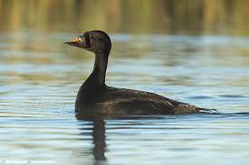 Attēlu rezultāti vaicājumam “Melanitta nigra”