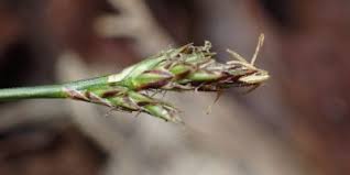 Attēlu rezultāti vaicājumam “Carex lepidocarpa fruit”