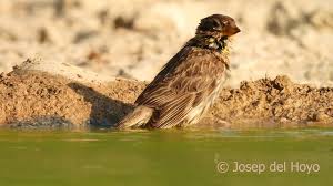 Image result for Petronia petronia