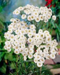 Image result for Achillea Ptarmica