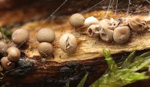 Attēlu rezultāti vaicājumam “Diderma deplanatum macro”