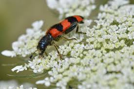 Attēlu rezultāti vaicājumam “Trichodes apiarius”