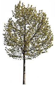 Attēlu rezultāti vaicājumam “Tilia tomentosa”