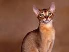 Abyssinian Cat Breed | Best Cat Breeds - Popular cat breed, cats ...