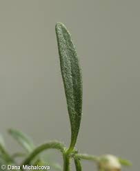 Attēlu rezultāti vaicājumam “Microrrhinum minus leaf”