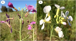 Attēlu rezultāti vaicājumam “Raphanus sativus flower”