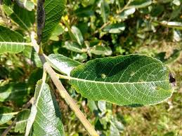 Attēlu rezultāti vaicājumam “Rabdophaga salicis”