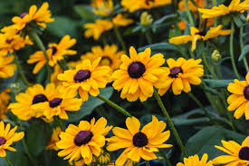 Image result for Rudbeckia Paradisio