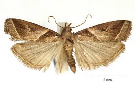 Attēlu rezultāti vaicājumam “Nyctegretis lineana”