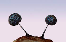 Attēlu rezultāti vaicājumam “Diachea muscorum”