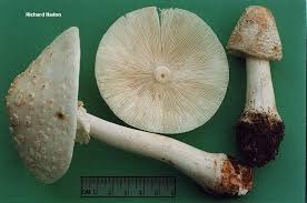 Attēlu rezultāti vaicājumam “Amanita rubescens”