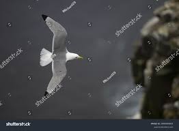 Attēlu rezultāti vaicājumam “Rissa tridactyla adult”