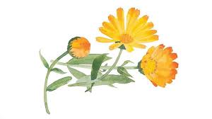 Attēlu rezultāti vaicājumam “Calendula officinalis”