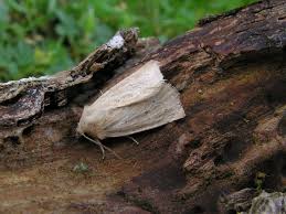 Attēlu rezultāti vaicājumam “Chortodes fluxa”