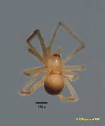 Attēlu rezultāti vaicājumam “Theridiidae”