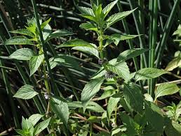 Attēlu rezultāti vaicājumam “Mentha arvensis leaf”