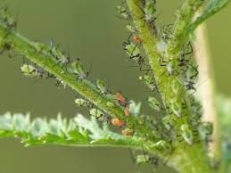 Attēlu rezultāti vaicājumam “Macrosiphoniella absinthii”