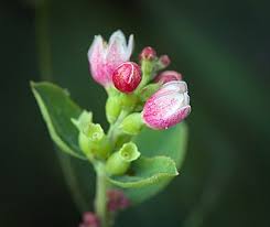 Attēlu rezultāti vaicājumam “Symphoricarpos albus flower”
