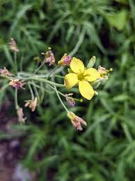 Attēlu rezultāti vaicājumam “Diplotaxis tenuifolia bud”