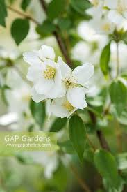Attēlu rezultāti vaicājumam “Philadelphus lemoinei flower”