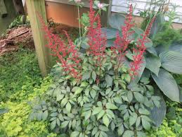 Attēlu rezultāti vaicājumam “Saxifragaceae”