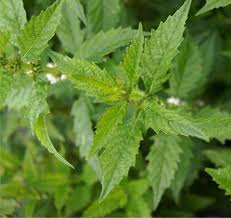 Attēlu rezultāti vaicājumam “Lycopus europaeus leaf”