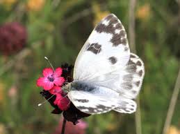 Attēlu rezultāti vaicājumam “Pontia edusa underside”