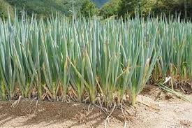 Résultat de recherche d'images pour "Allium fistulosum"