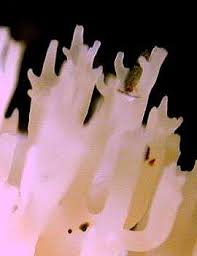 Attēlu rezultāti vaicājumam “Clavicorona pyxidata”