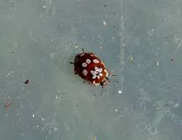 Attēlu rezultāti vaicājumam “Myrrha octodecimguttata”