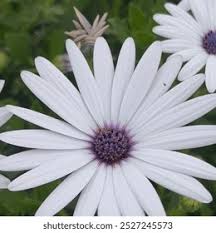 Image result for Dimorphotheca pluvialis