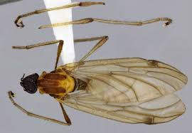 Attēlu rezultāti vaicājumam “Bibionidae”