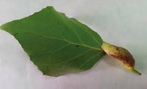 Attēlu rezultāti vaicājumam “Pemphigus borealis”