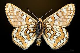 Attēlu rezultāti vaicājumam “Euphydryas maturna upperside”